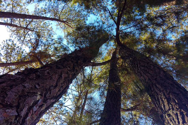Read more about the article Inovação em sustentabilidade e meio ambiente serão o foco do Prêmio Juízo Verde 2023