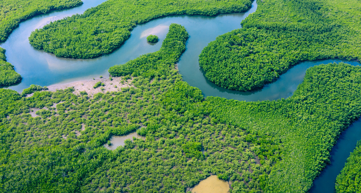Read more about the article Dia da Amazônia: garantia para o bioma é garantia para o país