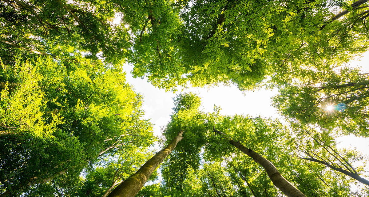 Read more about the article Dia da Árvore: celebre a natureza de casa