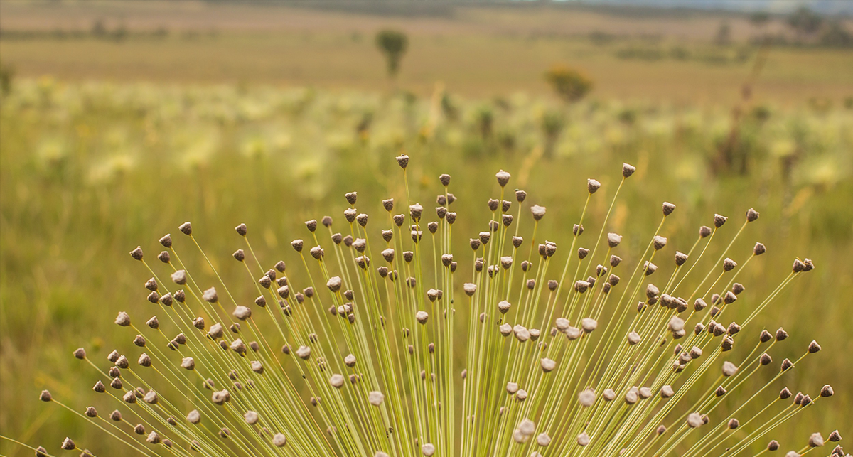 Read more about the article Dia do Cerrado: CNJ alerta para proteção da savana mais biodiversa do planeta 