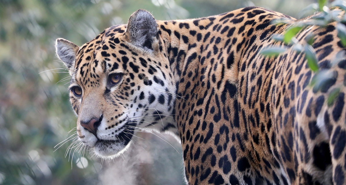 Read more about the article Semana de Proteção à Fauna: CNJ convida para reflexão sobre a biodiversidade brasileira
