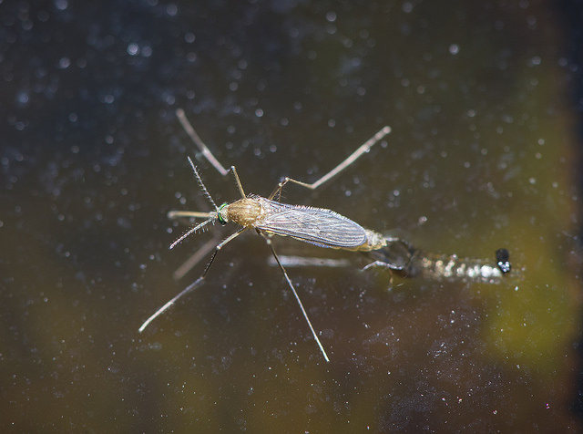 Combate ao mosquito Aedes Agypti. Foto: Divulgação