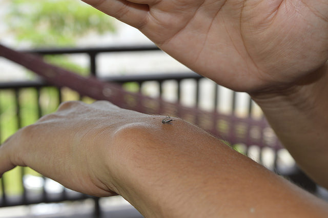Combate ao mosquito Aedes Agypti. Foto: Divulgação