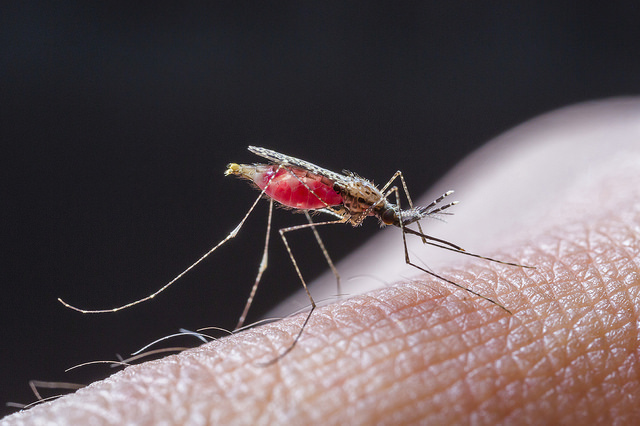 Combate ao mosquito Aedes Agypti. Foto: Divulgação