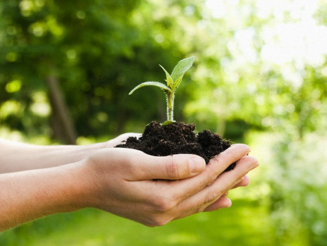 Você está visualizando atualmente Números positivos confirmam esforço na defesa do meio ambiente no MA