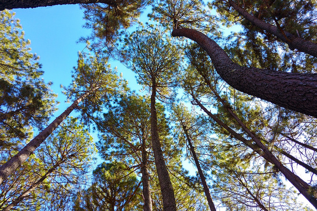 Você está visualizando atualmente Sustentabilidade: agenda ambiental chega à Justiça maranhense