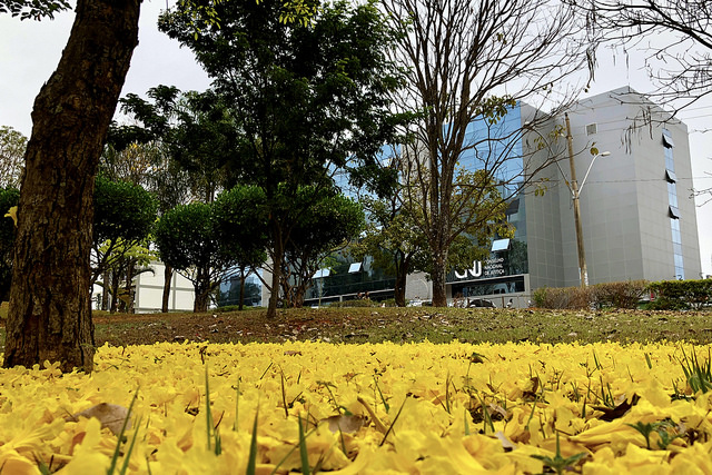 Você está visualizando atualmente Artigo na e-Revista CNJ defende produção consciente e demanda responsável para proteção ao meio ambiente