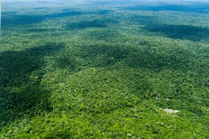 Foto aérea da Floresta Amazônica