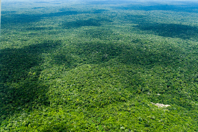 Foto aérea da Floresta Amazônica, parecendo um mar verde