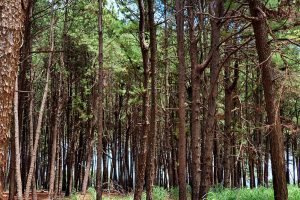 Read more about the article CNJ recomenda protocolo para julgamentos de ações de danos ambientais