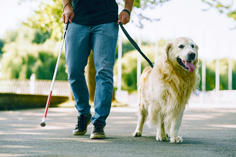 Você está visualizando atualmente Justiça capixaba assegura ingresso de pessoas acompanhadas de cães guia