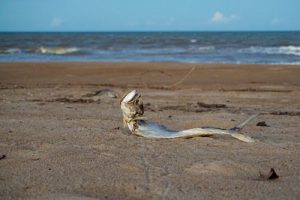 Fotografia de um peixe na praia, em estado de decomposição.