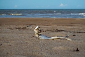 Fotografia de um peixe na praia, em estado de decomposição.