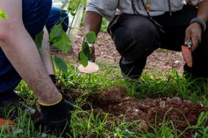 Leia mais sobre o artigo Sustentabilidade: projeto da Justiça do Mato Grosso pretende plantar 300 mil mudas de árvores