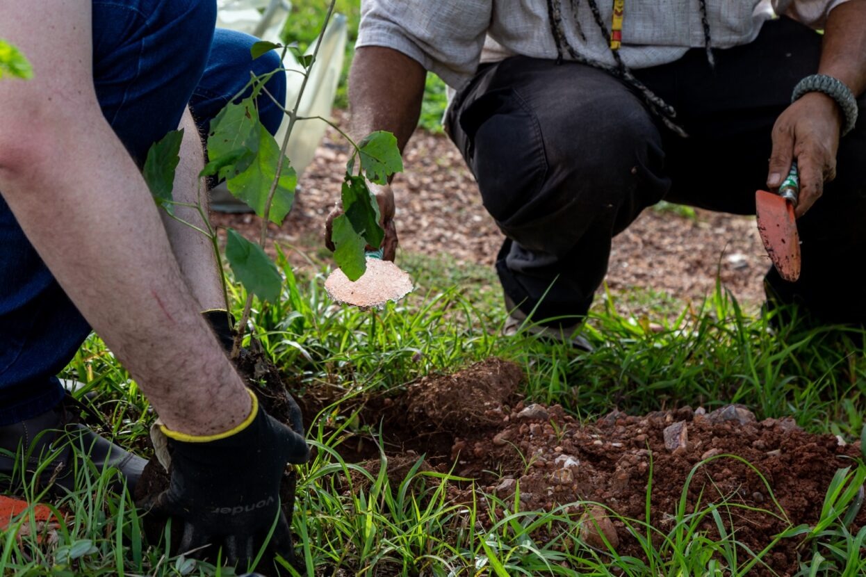 Você está visualizando atualmente Sustentabilidade: projeto da Justiça do Mato Grosso pretende plantar 300 mil mudas de árvores