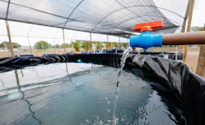 Projeto Recomeços, do TJAL, que ressocializa reeducandos por meio da produção de peixes e plantas (aquaponia) dentro do Complexo Penitenciário da Capital.